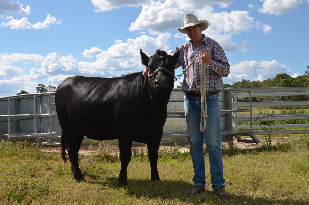 Head of the Scots PGC agriculture program Peter Collett showing off winning heifer Burenda Beeack 118 at the school's cattle yard. Photo Sophie Lester / Warwick Daily News